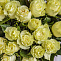 Роза 50 см белая 25 шт