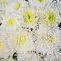 Траурный букет из одноголовой хризантемы (20 шт)