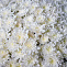 Траурный букет из белой кустовой хризантемы 40 шт.