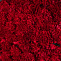Траурный букет из красных гвоздик (100 шт)